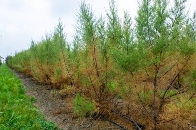 Tamarix tetrandra cépée 200-250
