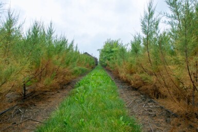 Tamarix tetrandra cépée 200-250