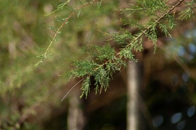 Tamarix tetrandra cépée 200-250