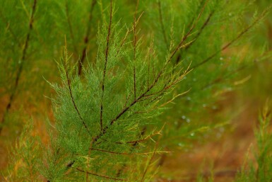 Tamarix tetrandra cépée 200-250