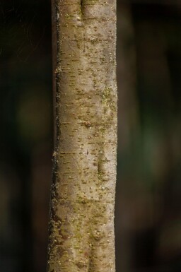 Tamarix tetrandra cépée 200-250