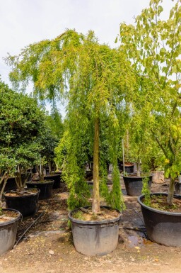Taxodium distichum haute-tige 10/12