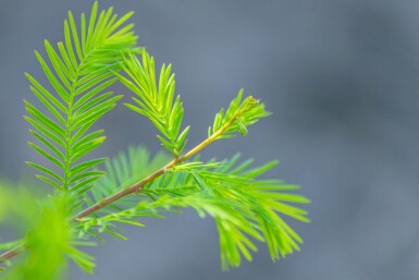 Taxodium distichum haute-tige 10/12