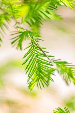 Taxodium distichum haute-tige 10/12