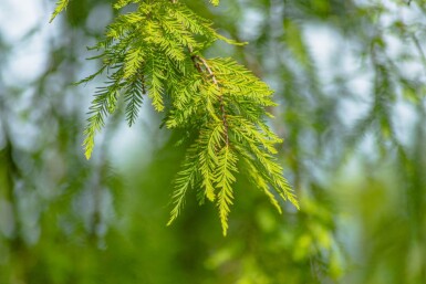Taxodium distichum haute-tige 10/12