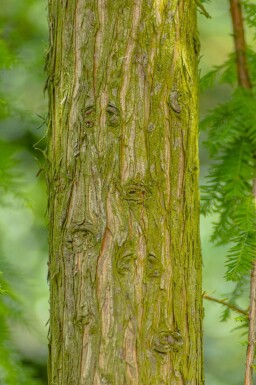 Taxodium distichum haute-tige 10/12