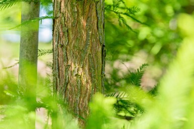Taxodium distichum haute-tige 10/12