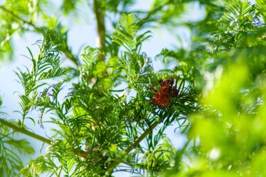 Taxodium distichum haute-tige 10/12