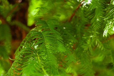 Taxodium distichum haute-tige 10/12