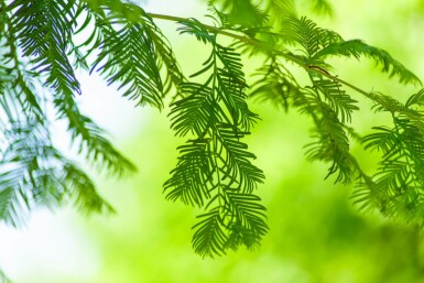 Taxodium distichum haute-tige 10/12