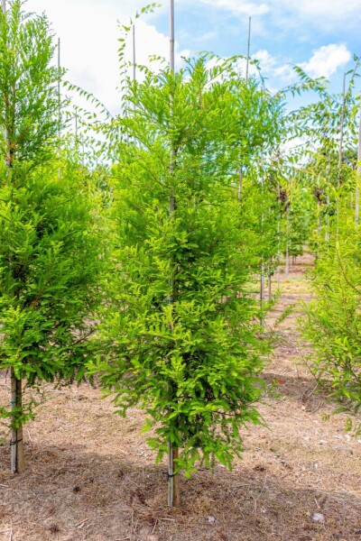 Taxodium distichum baliveau 18/20