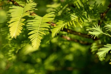 Taxodium distichum baliveau 18/20