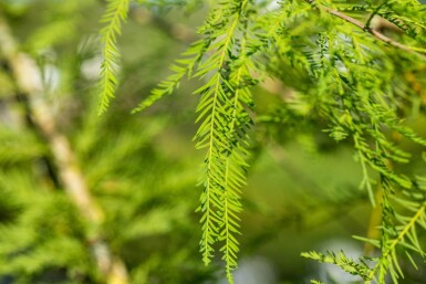Taxodium distichum baliveau 18/20