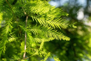 Taxodium distichum baliveau 18/20