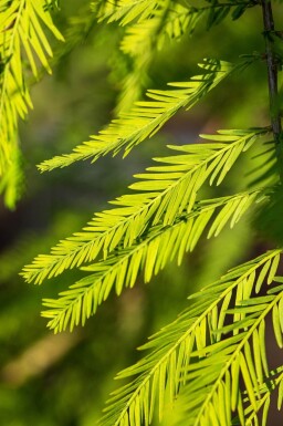 Taxodium distichum baliveau 18/20