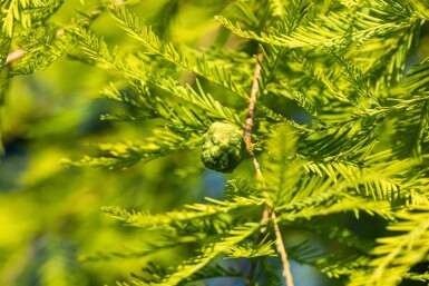 Taxodium distichum baliveau 18/20