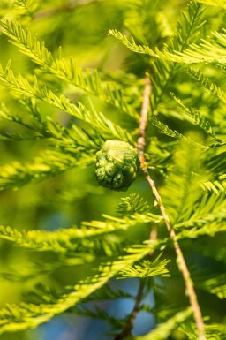 Taxodium distichum baliveau 18/20