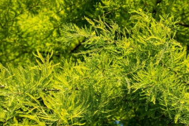 Taxodium distichum baliveau 18/20