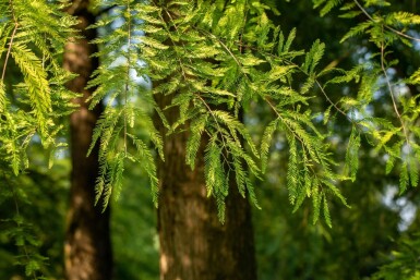 Taxodium distichum baliveau 18/20