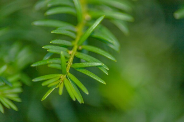 Taxus baccata haute-tige 14/16