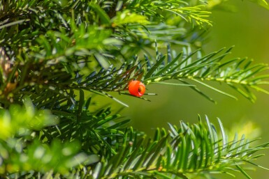 Taxus baccata haute-tige 14/16