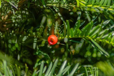 Taxus baccata haute-tige 14/16