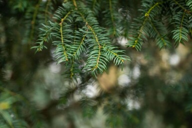 Taxus baccata haute-tige 14/16