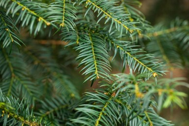 Taxus baccata haute-tige 14/16