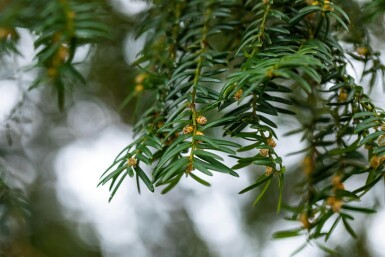 Taxus baccata haute-tige 14/16