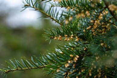 Taxus baccata haute-tige 14/16