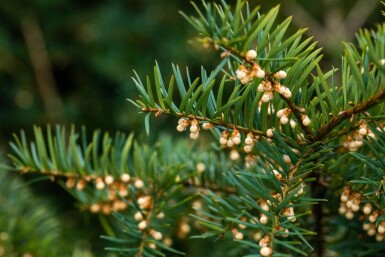 Taxus baccata haute-tige 14/16