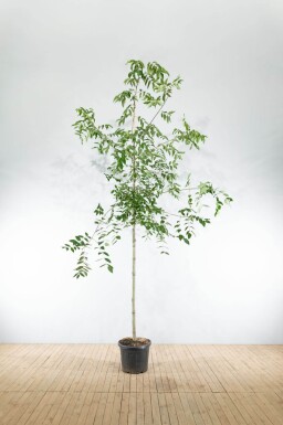 Tetradium daniellii haute-tige 10/12