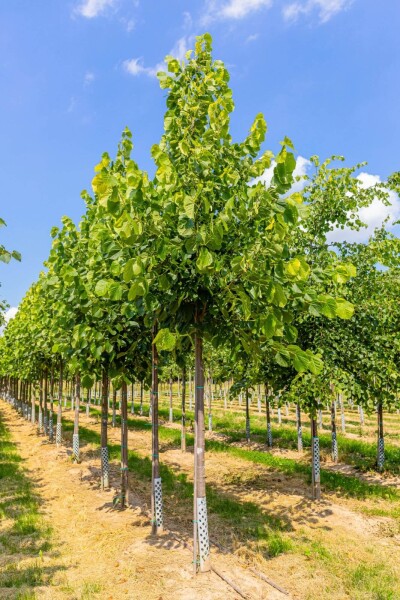 Tilia americana 'Nova' haute-tige 14/16