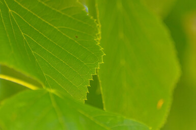 Tilia americana 'Nova' haute-tige 14/16