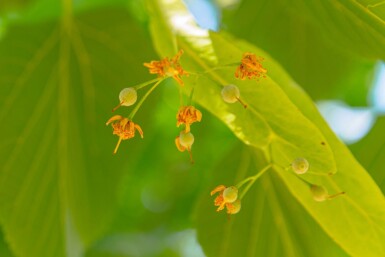 Tilia americana 'Nova' haute-tige 14/16