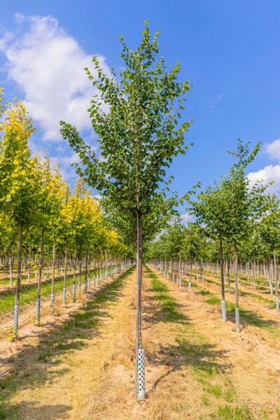Tilia cordata haute-tige 18/20
