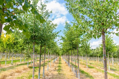 Tilia cordata haute-tige 18/20