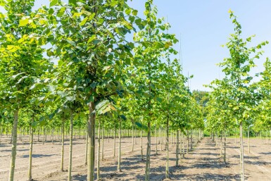 Tilia cordata haute-tige 18/20