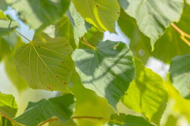 Tilia cordata haute-tige 18/20