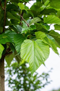 Tilia cordata baliveau