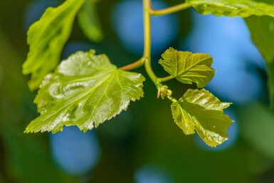 Tilia cordata baliveau 8/10