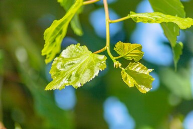 Tilia cordata baliveau 8/10