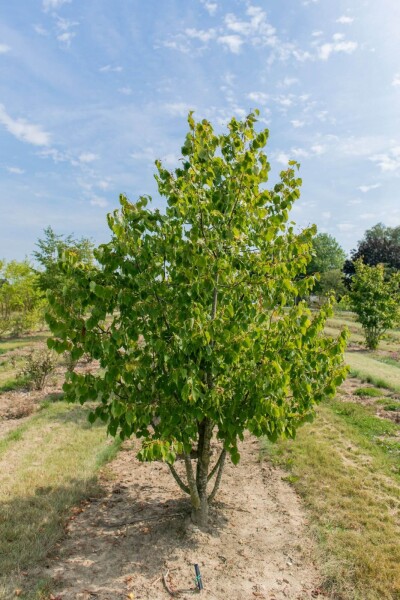 Tilia cordata cépée 200-250