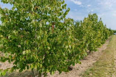Tilia cordata cépée 200-250