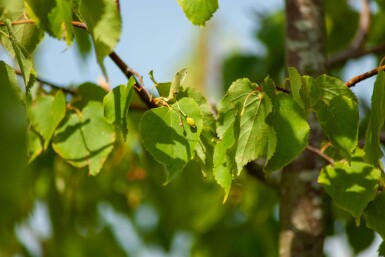 Tilia cordata cépée 200-250