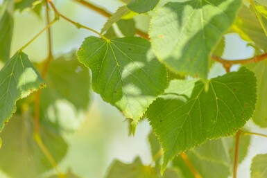 Tilia cordata cépée 200-250