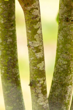 Tilia cordata cépée 200-250