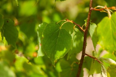 Tilia cordata cépée 200-250