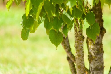 Tilia cordata cépée 200-250
