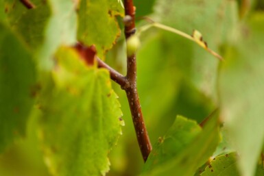 Tilia cordata cépée 200-250